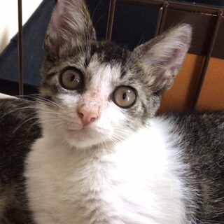里親決定。甘えん坊白キジのダリアちゃん
