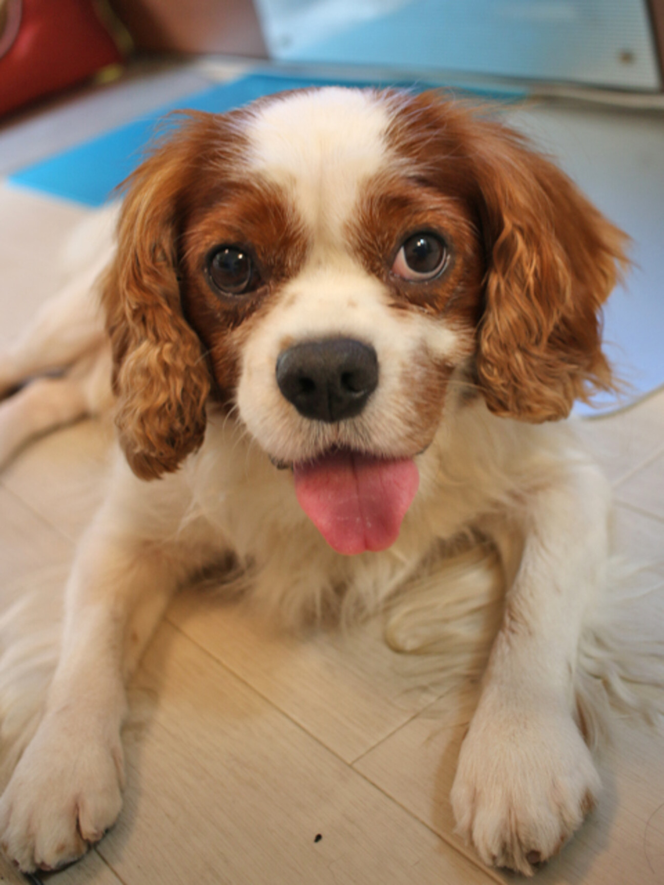 キャバリア 推定7歳 東京都 犬の里親募集 ペットのおうち 月間利用者150万人