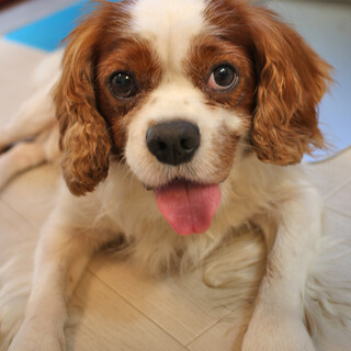 キャバリア♂推定7歳