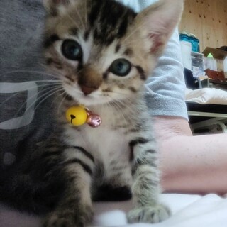 募集停止❤️人懐っこい女の子アライ