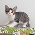 【代理投稿】美しいキジ白仔猫の里親さん募集