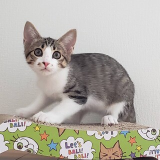 【代理投稿】美しいキジ白仔猫の里親さん募集