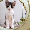 【代理投稿】美しいキジ白仔猫の里親さん募集 サムネイル3