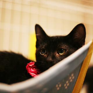 わんぱく♪ 《8/8 姪浜での譲渡会に参加☀️》