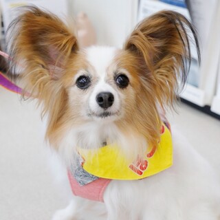 うるうる瞳で可愛くおねだり♪マシェリちゃん❤️