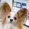 うるうる瞳で可愛くおねだり♪マシェリちゃん❤️ サムネイル5