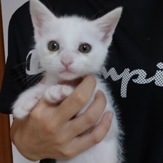 【代理投稿】2ヶ月半⭐︎甘えん坊白猫ちゃん