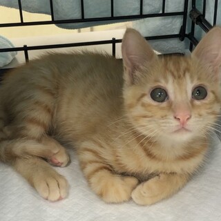 募集一時停止❤️茶トラ女子幸