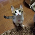 ヤンチャで甘えん坊な女の子♡ナリタちゃん