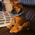 保護犬を迎えませんか？♂