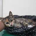飼い主が決まりました！保健所収容：仮名・メイ♀