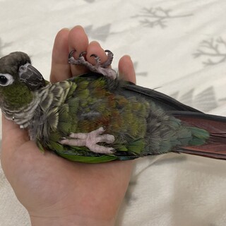 里親さん決まりました。ウロコインコ:ノーマル