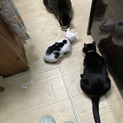 トムさん、それ美味いか？