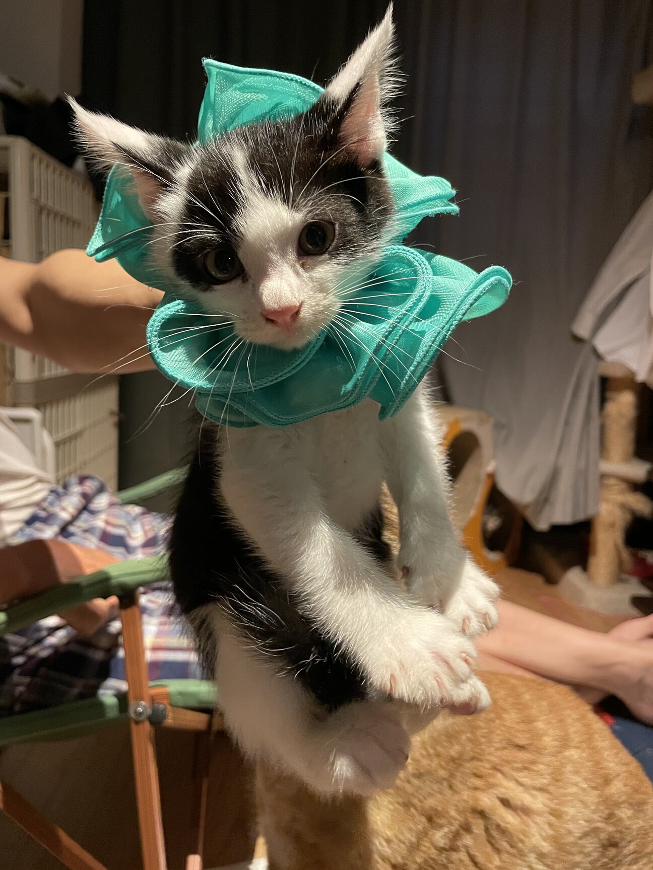 白黒 綺麗な白黒子猫 雪丸君 東京都 猫の里親募集 ペットのおうち 月間利用者150万人