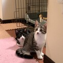 【代理投稿】ハチワレ・キジ白兄妹の仔猫里親募集