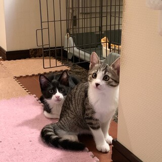 【代理投稿】ハチワレ・キジ白兄妹の仔猫里親募集