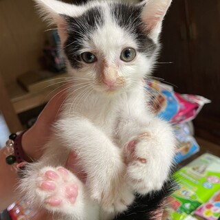 頭の柄と尻尾の黒が特徴で可愛い万次郎くん