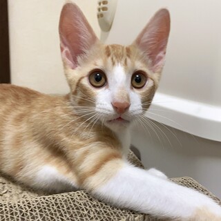 人馴れ抜群～とっても元気で可愛い男の子。