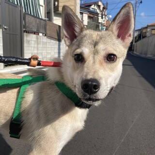 富士額の女の子「つくし」