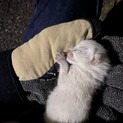 野良猫を拾いました。誰か助けてあげてください