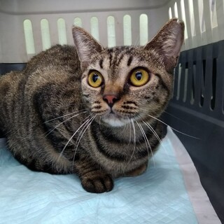 ハブに咬まれ奇跡の回復で元気になったチビちゃん