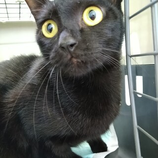 危険な場所から保護したクロちゃん