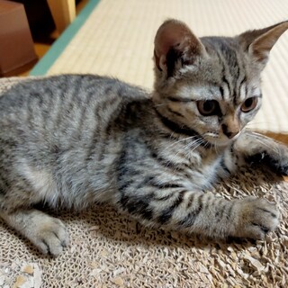 目が大きく可愛い穏やかな女のコ❤