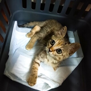 ✨レスキュー子猫ちゃんの幸せを探しています✨