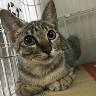 キジトラ兄弟　大人しいです