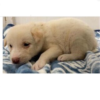 里親決定しました。