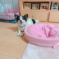 人懐っこいチワワミックスの男の子です