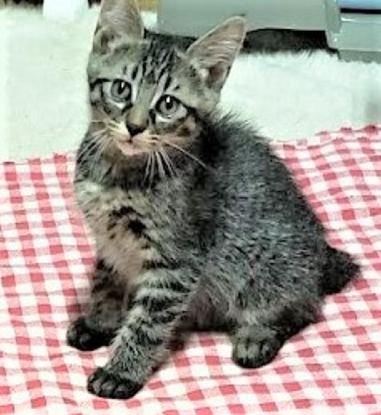 精悍な顔立ちのイケメン 千葉県 猫の里親募集 ペットのおうち 月間利用者150万人 精悍な顔立ちのイケメン 千葉県 猫の里親募集 ペットのおうち 月間利用者150万人