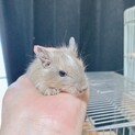 生後1ヶ月半と2ヶ月半のデグー