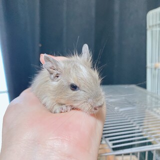 生後1ヶ月半と2ヶ月半のデグー