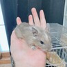 生後1ヶ月半と2ヶ月半のデグー サムネイル2