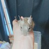 生後1ヶ月半と2ヶ月半のデグー サムネイル3