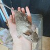 生後1ヶ月半と2ヶ月半のデグー サムネイル4