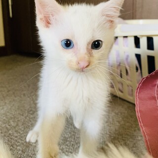 11 ハンくん2ヶ月　オス　珍しいオッドアイ　白