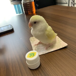 コザクラインコ　メス