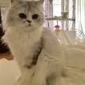 甘えん坊さんで、性格お顔、文句なしのスコの女の子