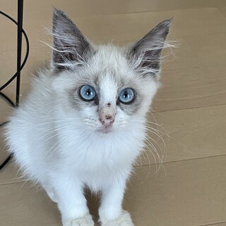 ラグドール♀3ヶ月ミーナちゃん