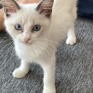 ラグドール♂3ヶ月ノーズくん