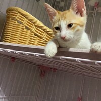 茶々丸 チャチャマル 