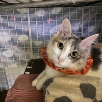 春麗 チュンリー