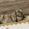 うさぎの里親募集