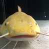 うーぱーさん