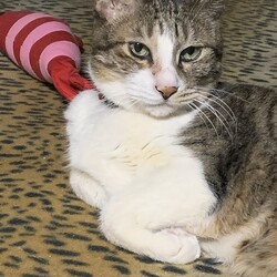 にゃんこにゃんこにゃんこ