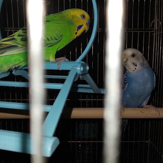 セキセインコ里親募集