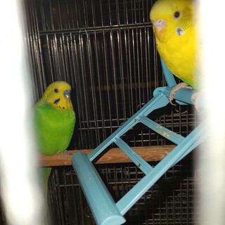 セキセイインコペア里親募集中