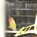 コザクラインコ里親募集